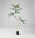 ג'קרנדה כחולה - 120cm