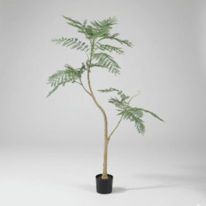 ג'קרנדה כחולה