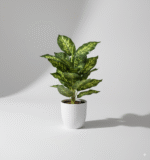 עלה כרוב ללא עציץ