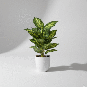 עלה כרוב ללא עציץ