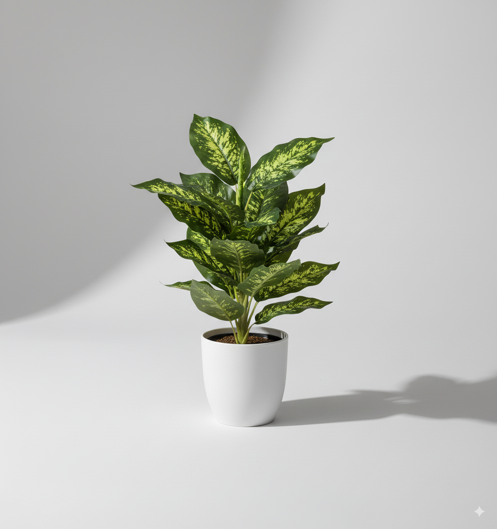 עלה כרוב ללא עציץ