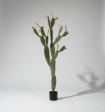 קקטוס - 140cm