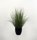 עשב זנב שועל - צבעוני