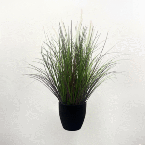 עשב זנב שועל