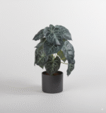 עלה אנתוריום ירוק כהה 13 ראשים 35 ס"מ