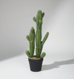 עמוד קקטוס זוגי קטן