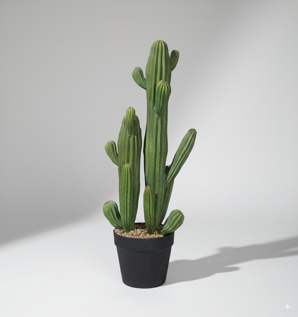 עמוד קקטוס זוגי קטן