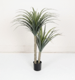 דרצנה דרקו - 120cm