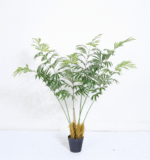 סייקד דרום אפריקאי - 120cm