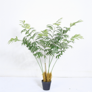 סייקד דרום אפריקאי