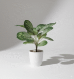 עלה קלתאה 13 ראשים 40 ס"מ