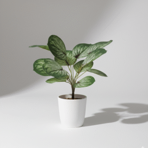 עלה קלתאה 13 ראשים 40 ס"מ