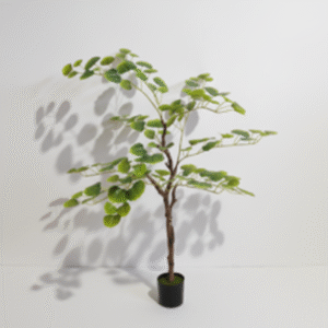 עלה עץ צפצפה