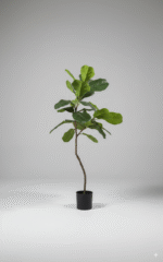 פיקוס לירה 2 מזלגות