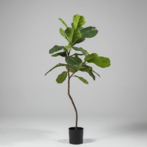 פיקוס לירה 2 מזלגות