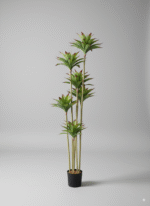 אגבה 5 ראשים