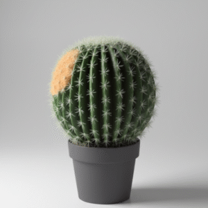 כדור קקטוס ענק