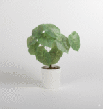 פילודנדרון ירוק 13 ראשים 35 ס"מ