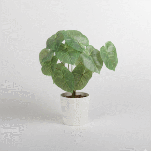 פילודנדרון ירוק 13 ראשים 35 ס"מ