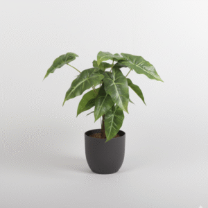 עלה אלוקזיה 13 ראשים 35 ס"מ