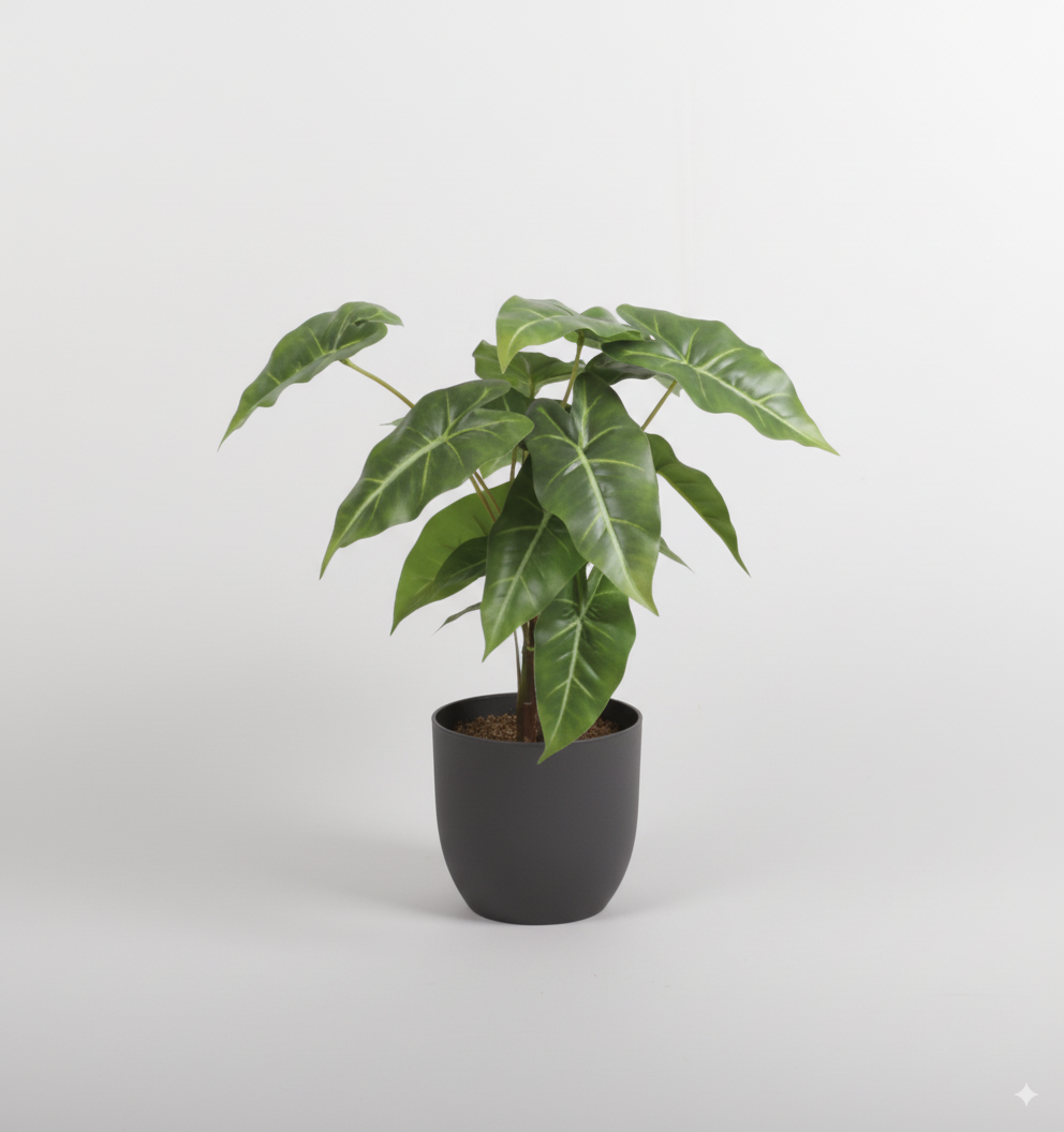 עלה אלוקזיה 13 ראשים 35 ס"מ