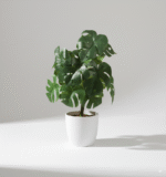 מונסטרה 13 ראשים ירוק