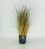 עשב פמפס - ירוק