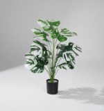 עציץ מונסטרה לבן-ירוק