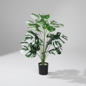 עציץ מונסטרה לבן-ירוק