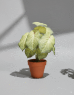 עלה ארואיד ירוק-צהוב 13 ראשים 35 ס"מ