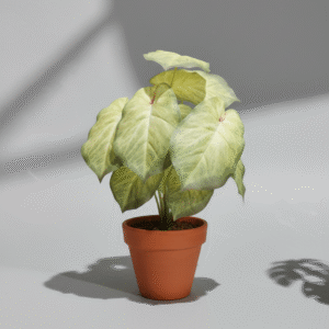 עלה ארואיד ירוק-צהוב 13 ראשים 35 ס"מ