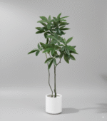 עץ כסף מאה דור - 120cm