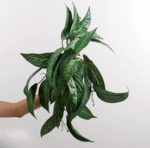 ארואיד אלף שנה תלוי קיר בינוני