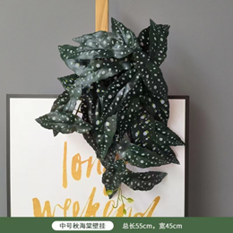 בגוניה תלויה 55 ס"מ