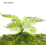 שרך פרסי 50 ס"מ