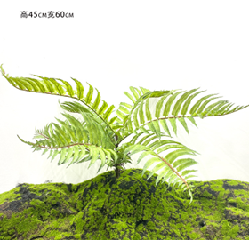 שרך פרסי 50 ס"מ