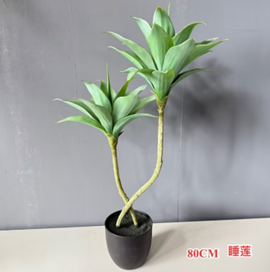 נופר – תמונה 2