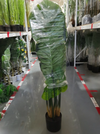 עלה צב (גזע עץ ארואיד קשת) 120 ס"מ – תמונה 2