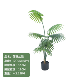 דקל מניפה 120 ס"מ – תמונה 2