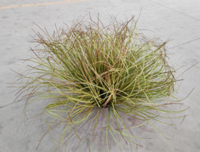 כדור עשב גדול - עשב לוע הארי (ירוק סתווי + קצה אדום) – תמונה 2