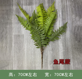 שרך זנב דג 50 ס"מ – תמונה 2