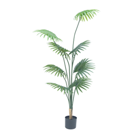 דקל מניפה 210 ס"מ – תמונה 2