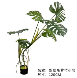 מונסטרה חדש (עם בסיס שחור) 120 ס"מ – תמונה 2