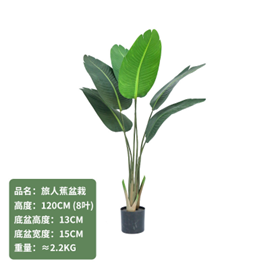 ציפור גן עדן C 120 ס"מ – תמונה 2