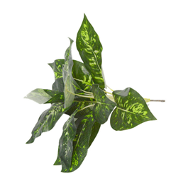 עלה כרוב ללא עציץ – תמונה 2