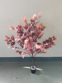 עץ ורד אדום – תמונה 2