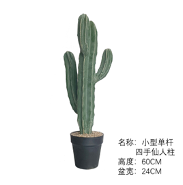 קקטוס ארבע ידיים גזע יחיד קטן 60 ס"מ – תמונה 2