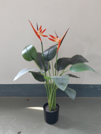 עציץ קטן ציפור גן עדן עם פרח – תמונה 2