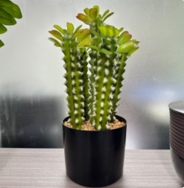 קקטוס משונן עם עציץ (4 שורשים 30 ס"מ, שורש אחד 35 ס"מ) (ייסדר שתילה) – תמונה 2