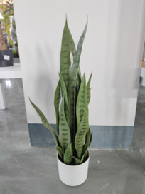 סנסווריה – תמונה 2